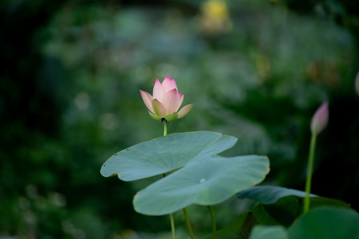 Nhà phố Lotus Lane
